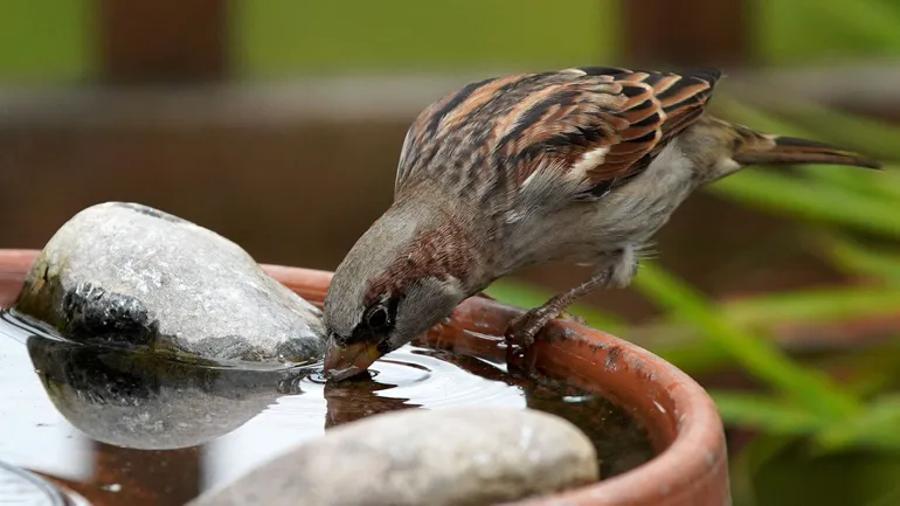 protéger les cerises des oiseaux