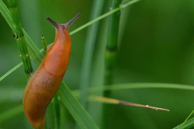 protéger les plantes cultivées en mai des parasites du jardin 2022