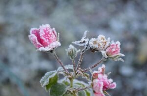 protéger les plantes du gel