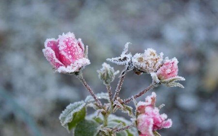 protéger les plantes du gel
