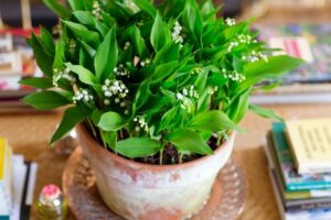 quand et comment bien planter le muguet fleur pot jardin au soleil 1er mai 2022