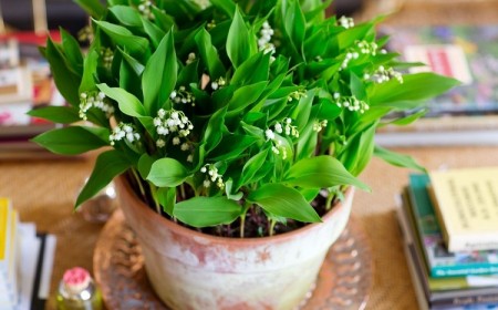 quand et comment bien planter le muguet fleur pot jardin au soleil 1er mai 2022