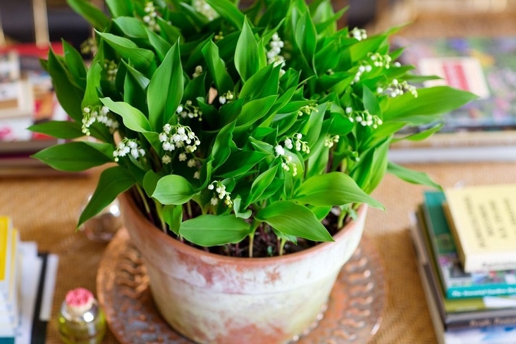 quand et comment bien planter le muguet fleur pot jardin au soleil 1er mai 2022