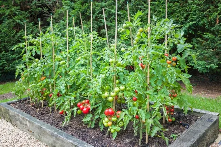quel est le meilleur engrais naturel pour les tomates