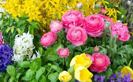 quelles fleurs peut-on planter en avril pour un jardin coloré en été