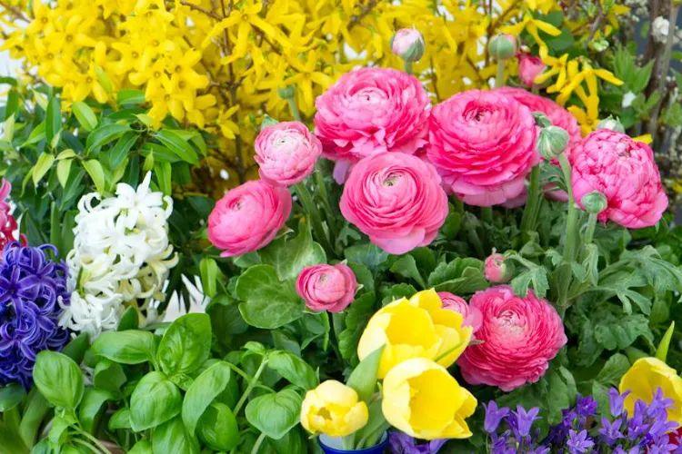 quelles fleurs peut-on planter en avril pour un jardin coloré en été