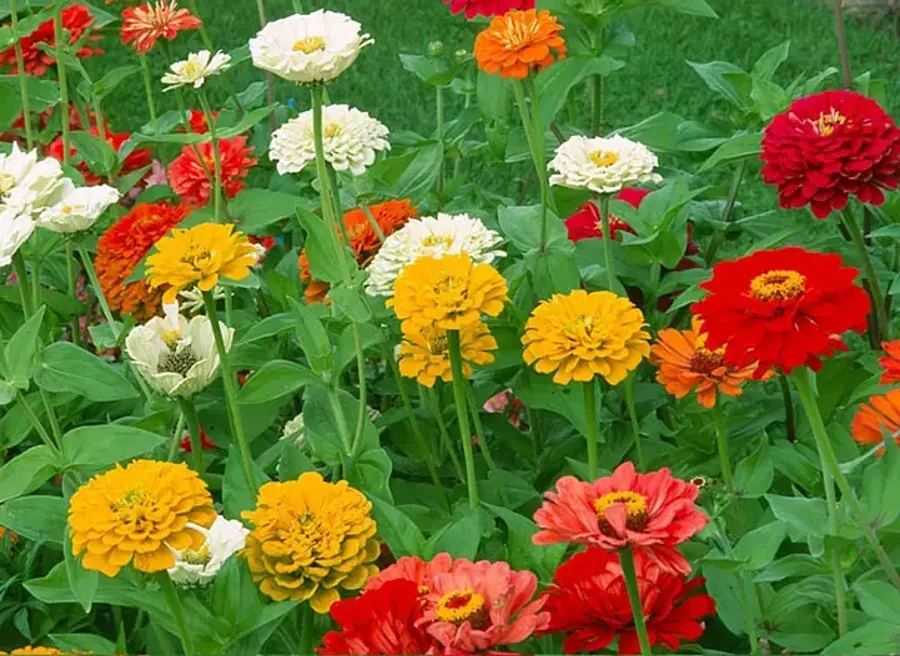 quelles fleurs planter en avril