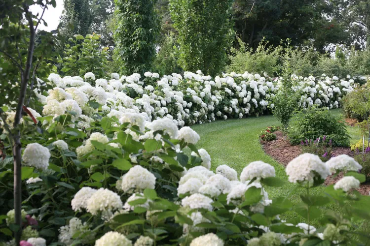 quels arbustes pour haie fleurie choisir hydrangea hortensia blanc