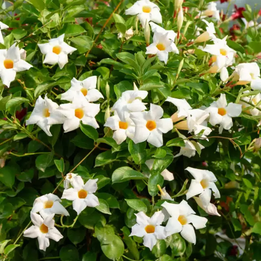quels bulbes planter en avril
