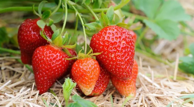 quels sont les fraisiers les plus productifs