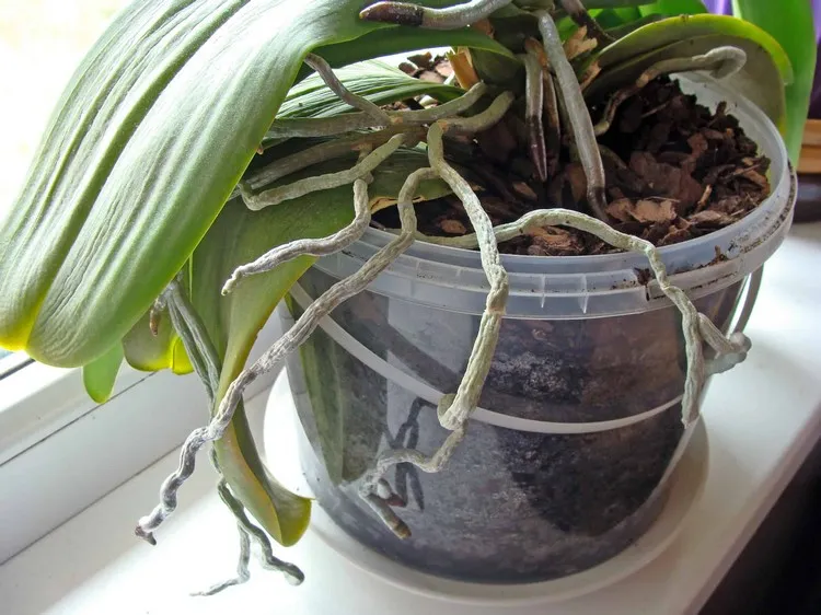 racines aeriennes orchidées entretien des racines d'orchidées