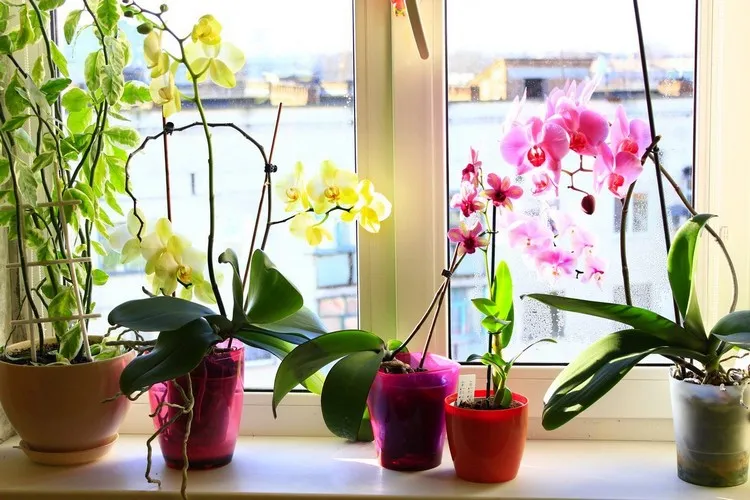 racines orchidée sortent du pot entretien astuces