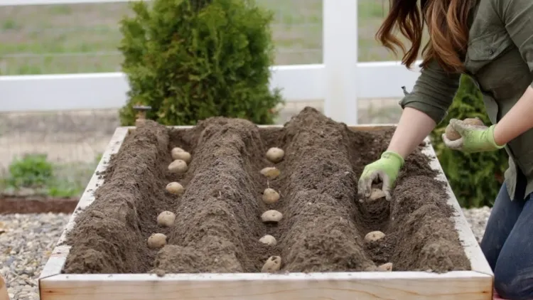 récolter les pommes de terre nouvelles plates bandes surélevées promettant grand rendement