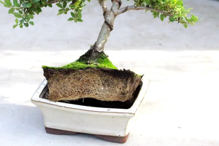 rempotage entretien bonsaï intérieur extérieur comment prendre soin de son arbre nain