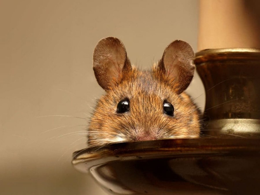 répulsif souris naturel