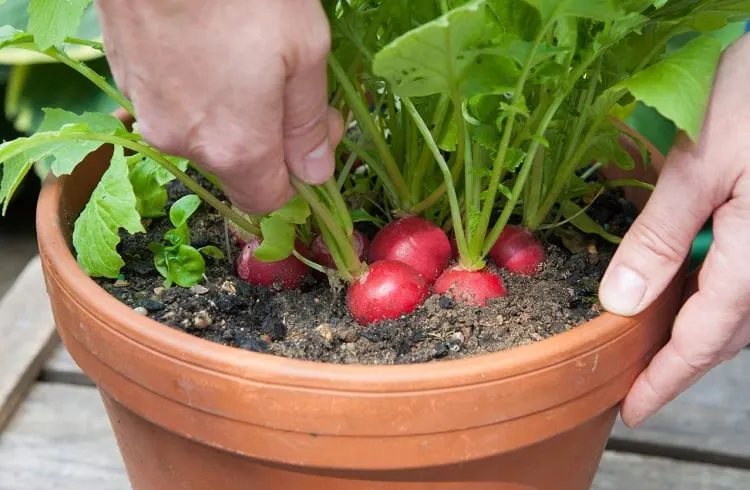 réussir un mini potager sur le balcon avec des radis et d'autres légumes