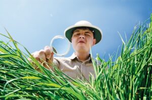 se débarrasser du chiendent dans le gazon enlever les mauvaises herbes jardin