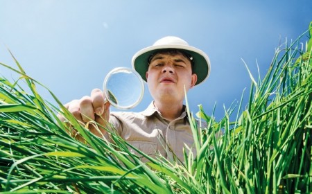se débarrasser du chiendent dans le gazon enlever les mauvaises herbes jardin
