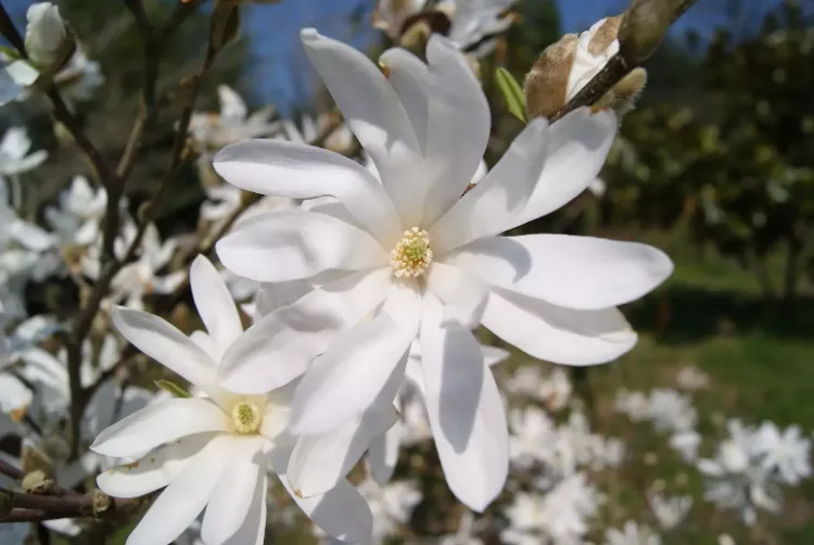 star-magnolia arbres à fleurs blanches au printemps