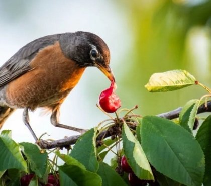 trucs pour éloigner les oiseaux du jardin empecher de manger les cerises ultrason répulsif