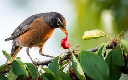 trucs pour éloigner les oiseaux du jardin empecher de manger les cerises ultrason répulsif