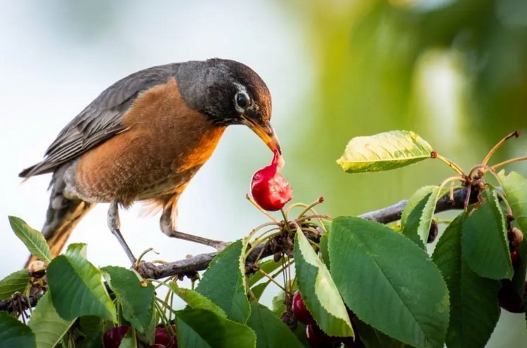 trucs pour éloigner les oiseaux du jardin empecher de manger les cerises ultrason répulsif
