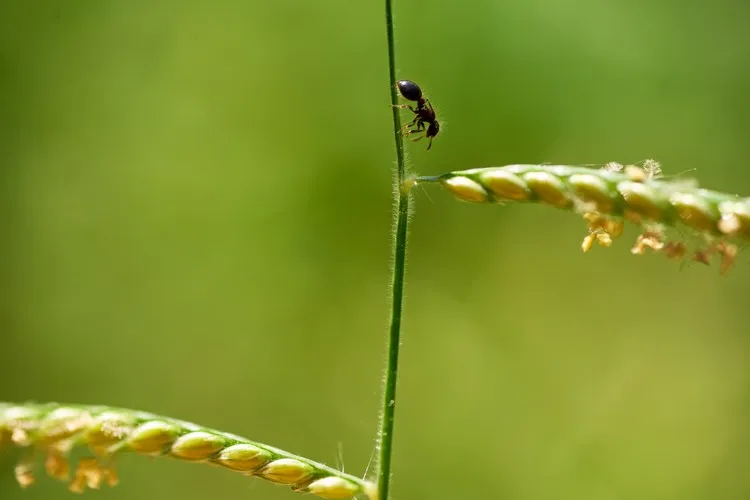 utiliser vaseline pour eloigner les fourmis du jardin