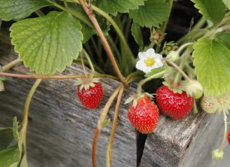 variétés de fraisiers printemps 2022
