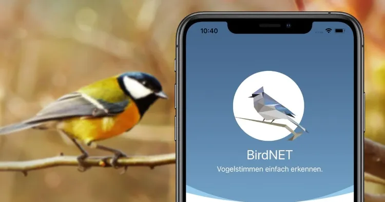 BirdNet app pour les amoureux de la nature