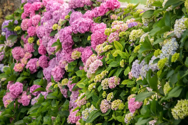 Comment entretenir les hortensias pour avoir une floraison abondante pendant toute l’été
