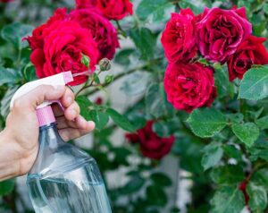 Comment se débarrasser des pucerons sur les rosiers 5 solutions naturelles !
