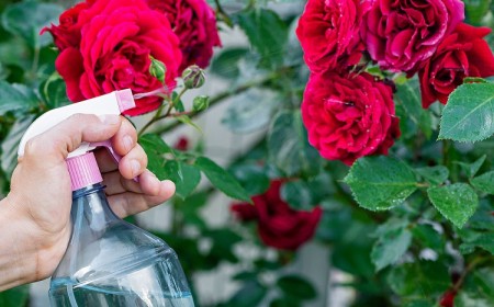 Comment se débarrasser des pucerons sur les rosiers 5 solutions naturelles !
