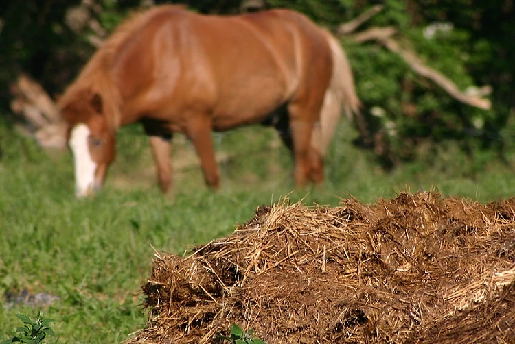 Comment utiliser le fumier de cheval