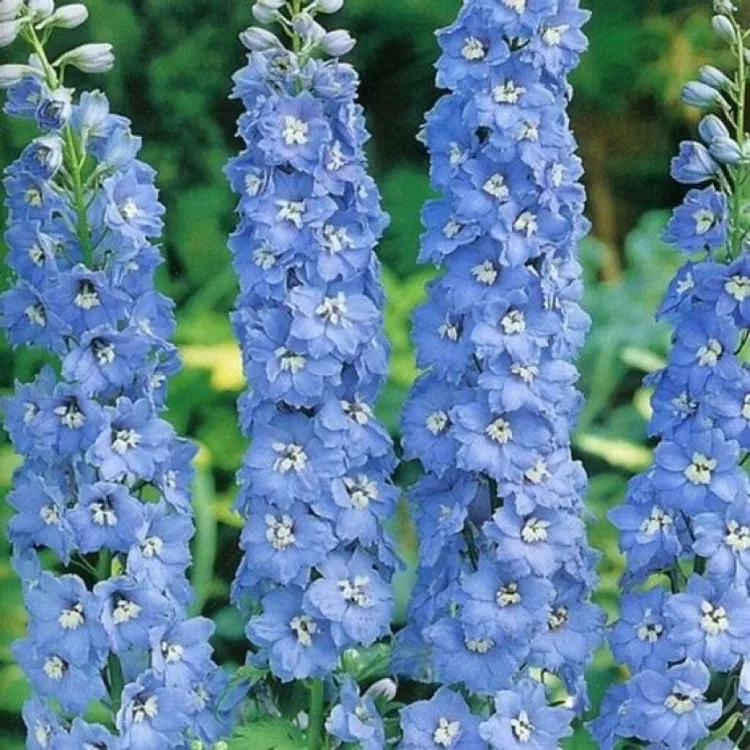 Delphinium Pacific à planter pour un jardin bleu 2022