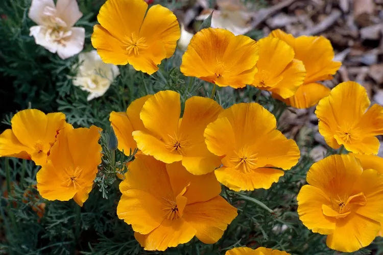 L’eschscholzia fleur resistant au sol sec