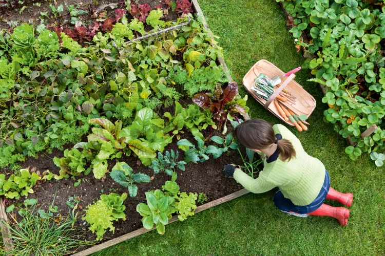 Mon Jardin Potager appli pour jardinier débutant applications pour jardiniers