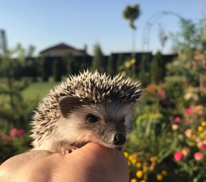 Pourquoi favoriser la biodiversité au jardin