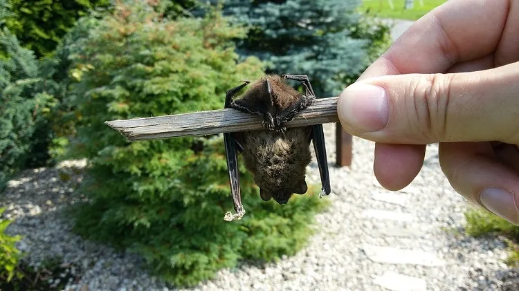 animaux sauvages dans les jardins animaux utiles au jardin qui mangent les insectes