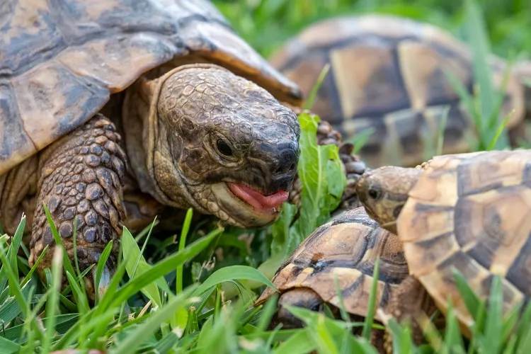 animaux utiles au jardin tortoise tortue