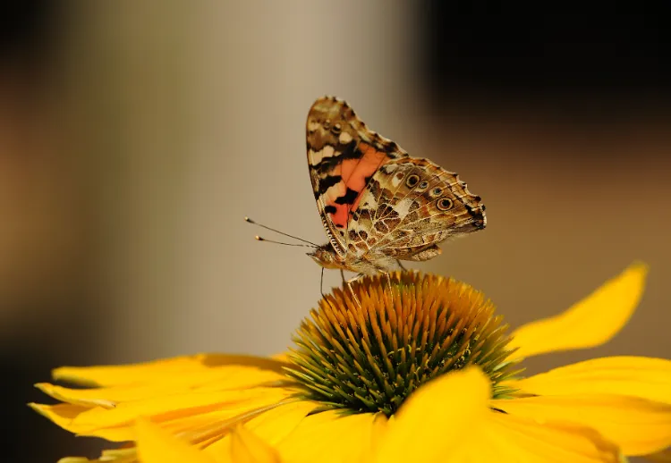 applis pour identifier les papillons dans le jardin