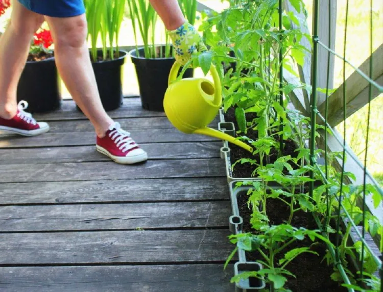 arroser des tomates sur un balcon 2022