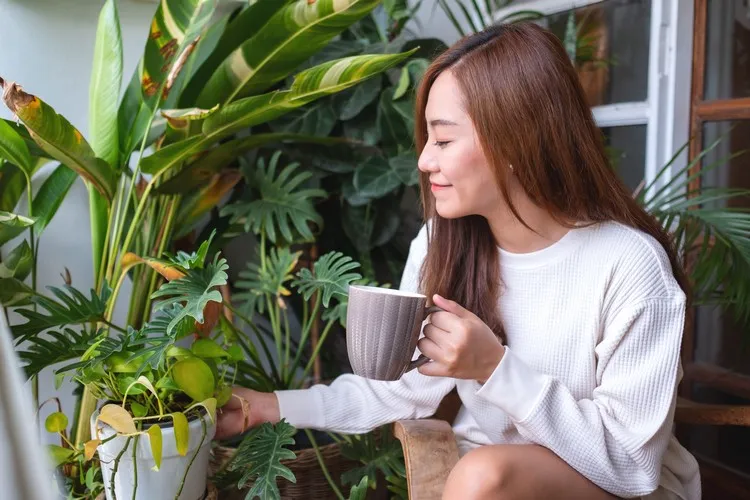 arroser les plantes avec du café engrais naturel fait maison précautions conseils recommandations astuces