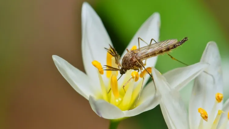 astuce pour éloigner les moustiques libellules insectes prédateurs chasseurs