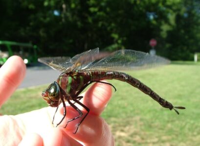astuce pour éloigner les moustiques nymphe libellule surgit eau laisser peau tige plante
