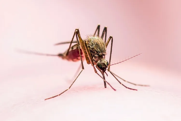 tips to keep mosquitoes away inside the bedroom at night