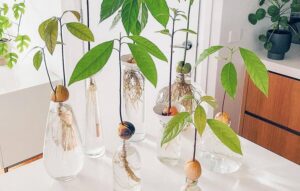 astuces comment faire pousser un noyau avocat pour cultiver son avocatier