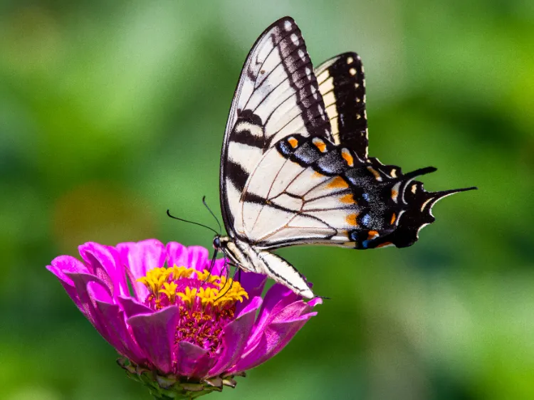 attract butterflies to the flower garden