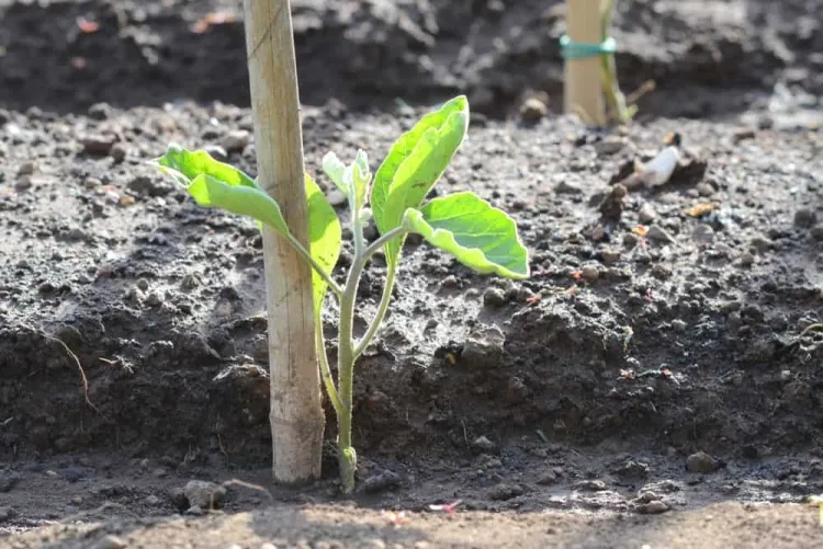 aubergine culture potager plantation