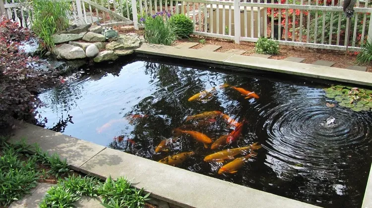 bassin jardin japonais exterieur pas cher a faire soi meme