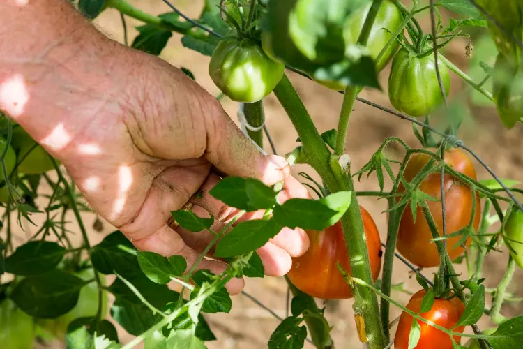 bien entretenir les plants de tomates en 2022